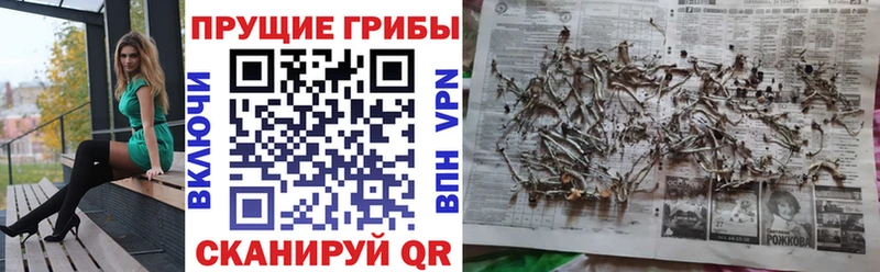 Галлюциногенные грибы Psilocybine cubensis это формула Отрадный где продают наркотики МЕГА маркетплейс
